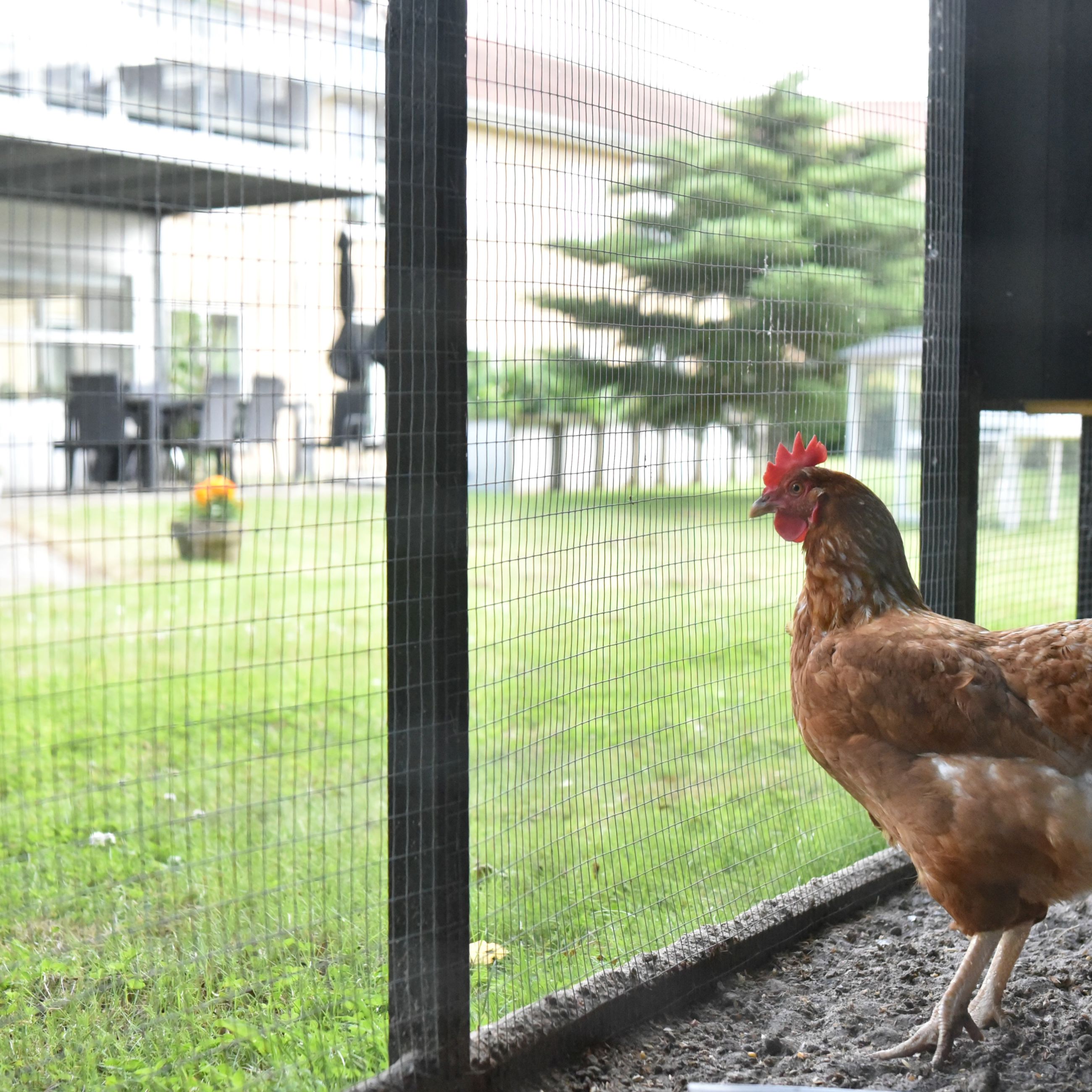 Høns på Borupvænget